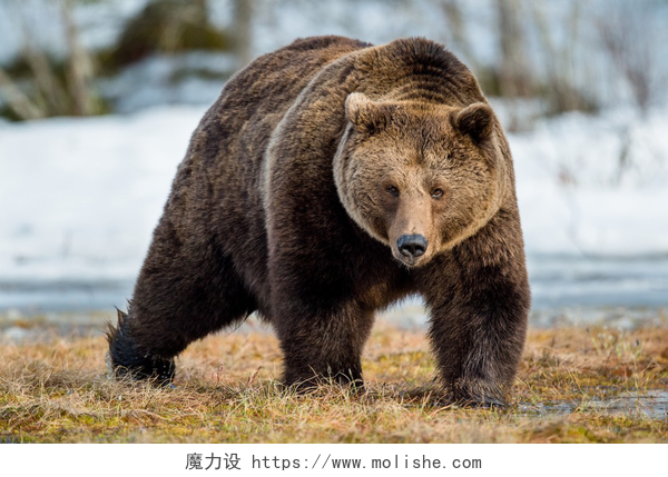 草地上爬行的熊成年雄性棕熊